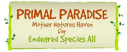 Logo Primal Paradise